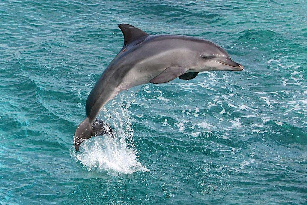 Dolphin