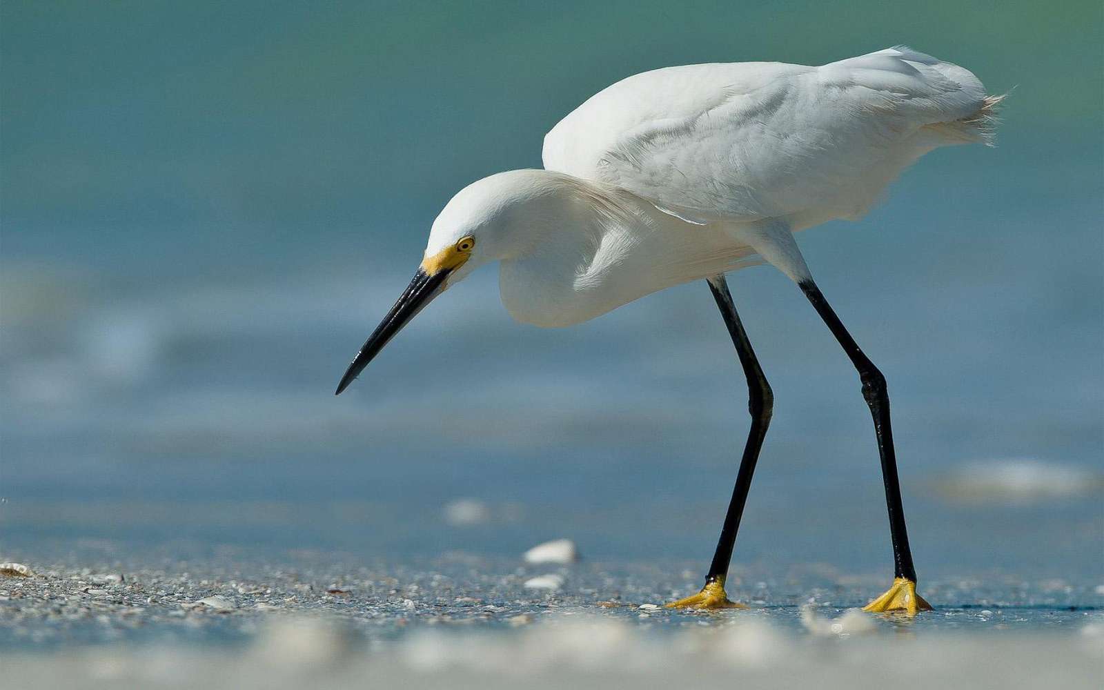 Egret