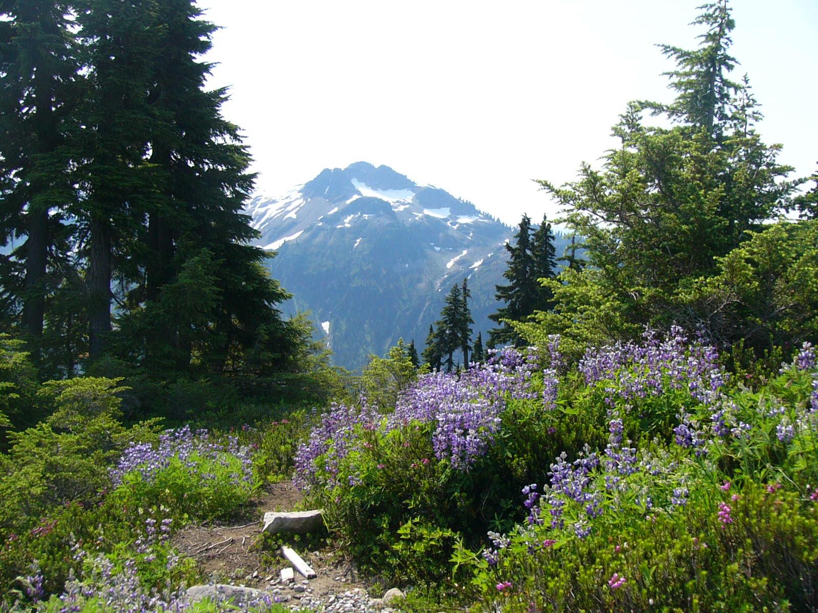A view at Artist Point