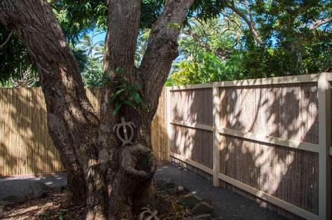 Shared backyard with mango tree