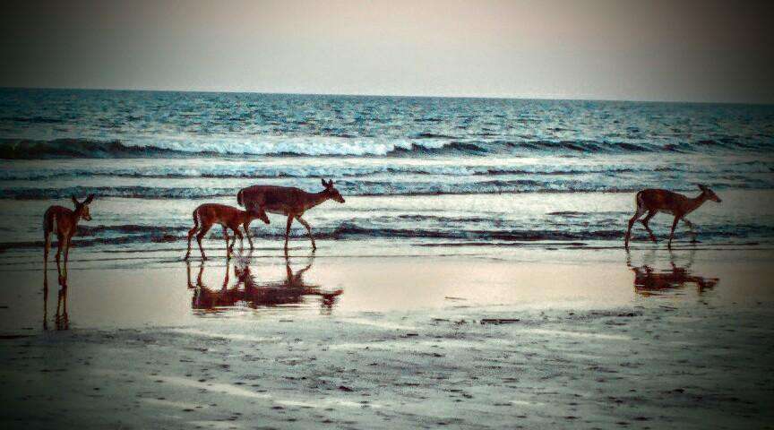 Deer on the Beach