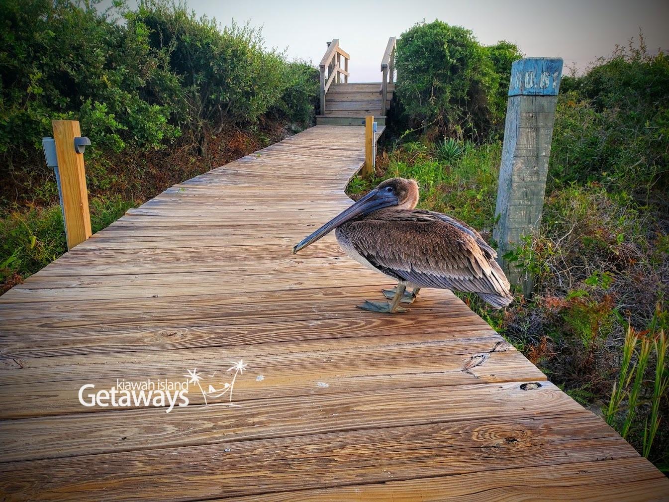 Boardwalk to the Beach - 7-minute walk