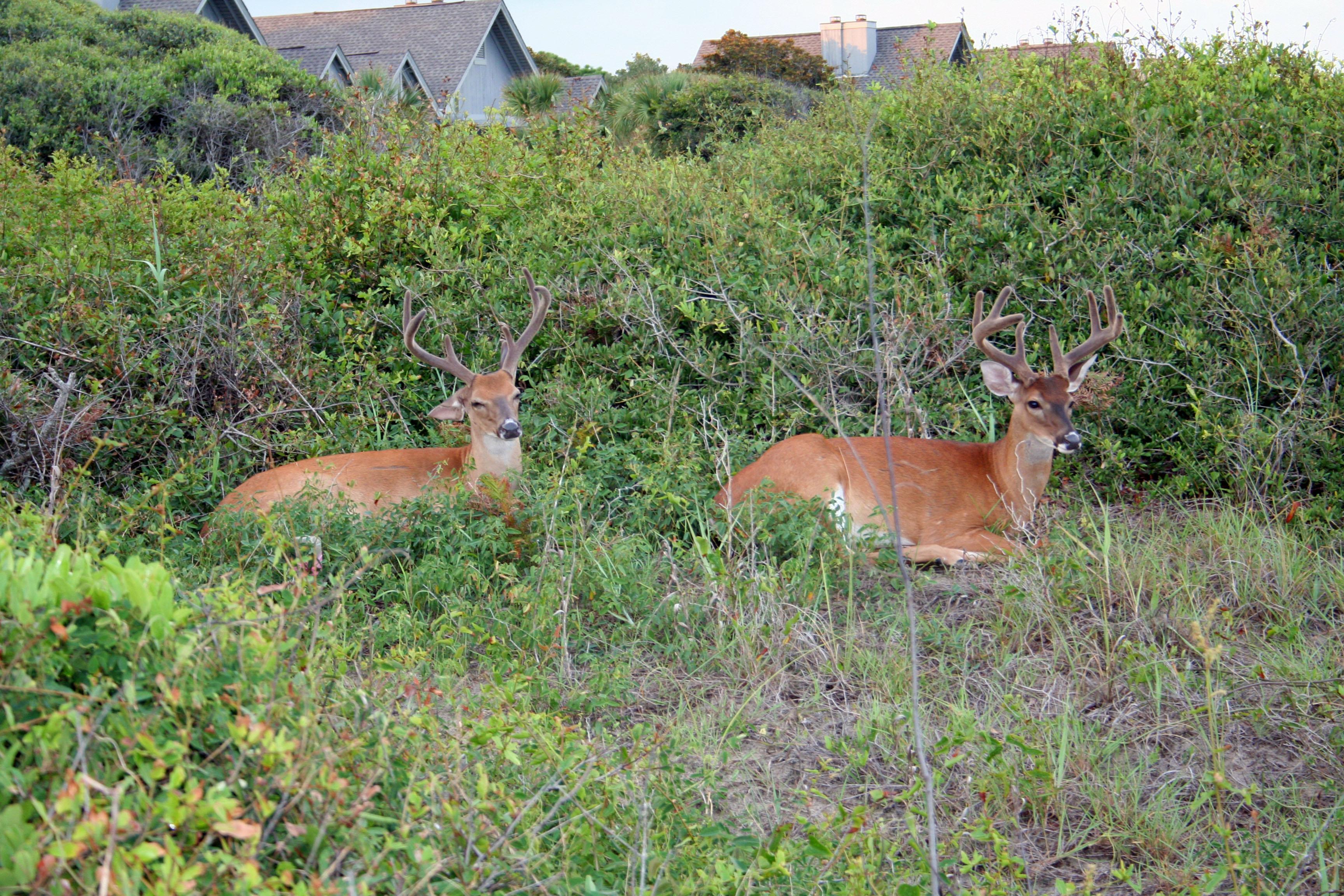 The Deer Enjoy the Dunes
