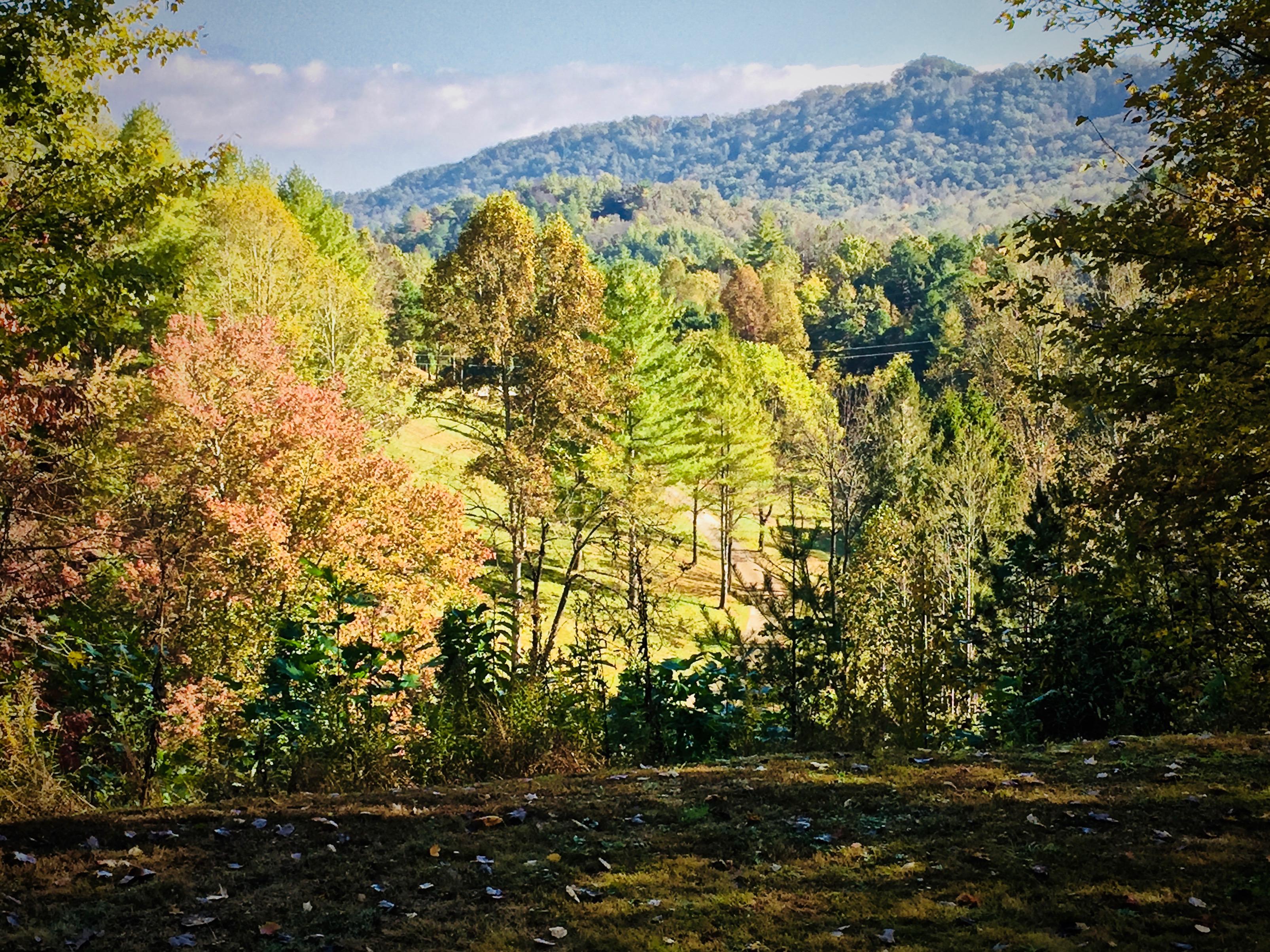 Large Flat Yard, and on the left, a Hiking trail that meanders through the Forest and leads to a Table along side a small Stream...