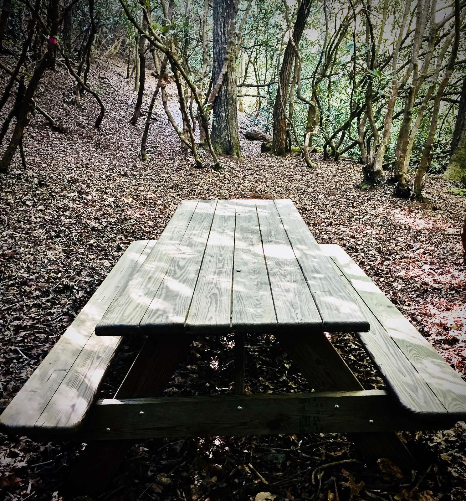 PicNic Table at the base of your Private nature Trail offers the ideal place to relax and enjoy the sounds of the stream.
