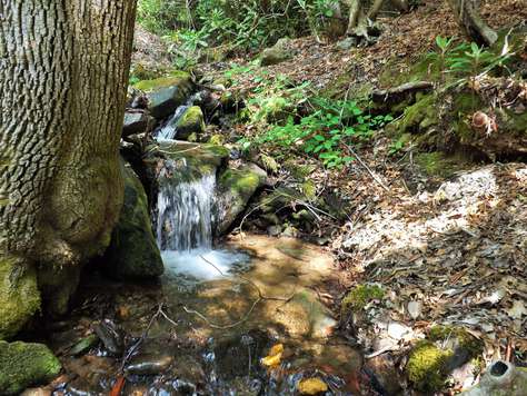 The Melodious Creek meanders along side the Cabin and the soothing sounds of flowing water are ever present!