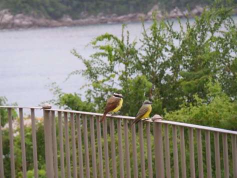 Plenty of birds and marine life to see in Huatulco