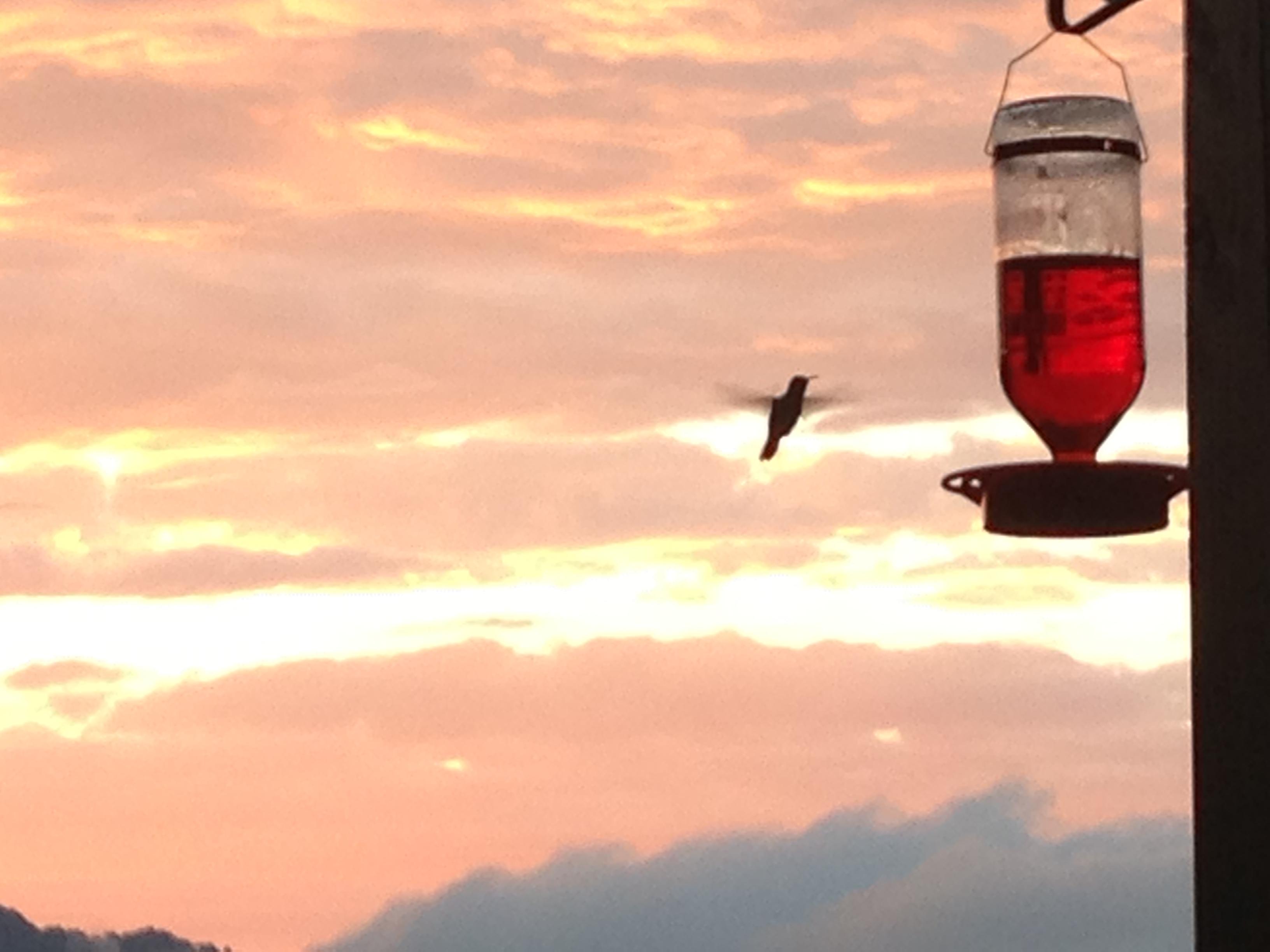 Hummingbirds just Love the feeder and the plants surrounding the Cabin!