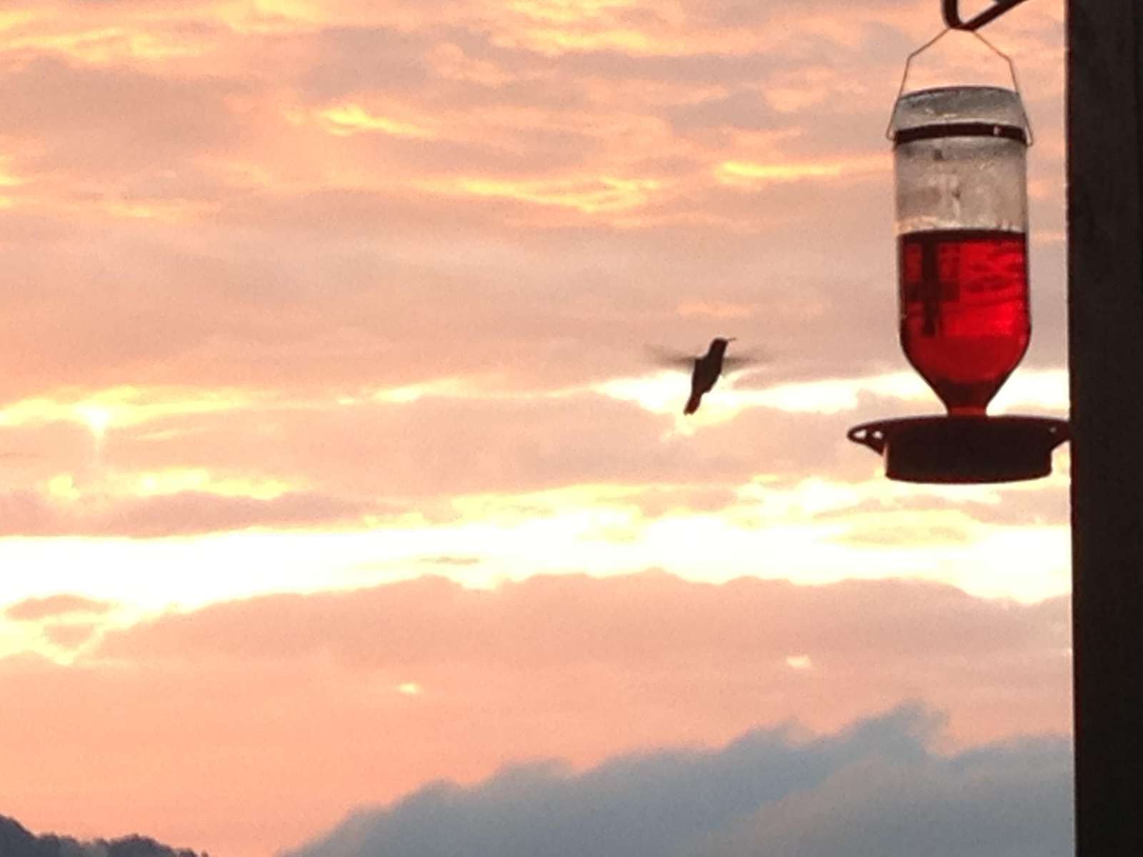 Hummingbirds just Love the feeder and the plants surrounding the Cabin!