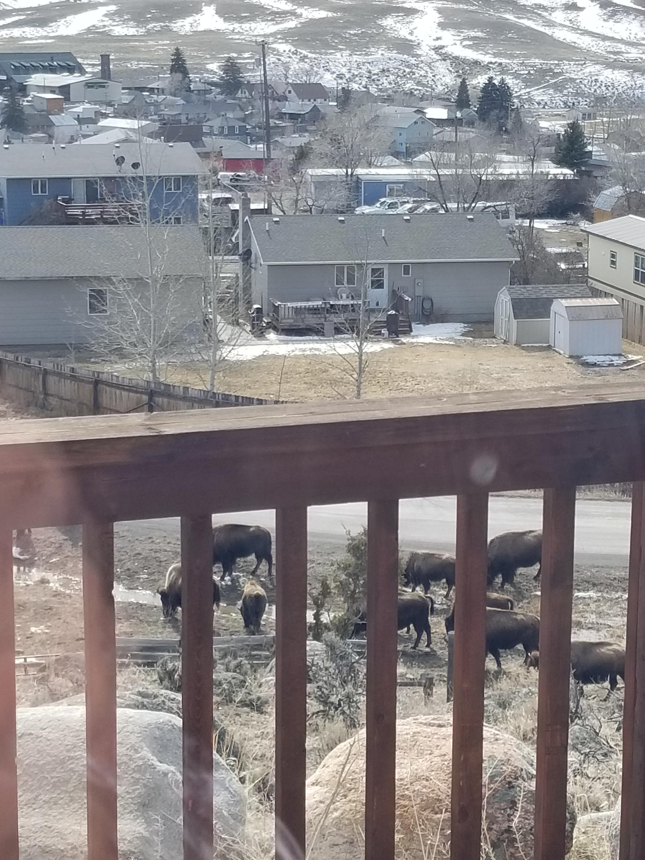 Bison right below the back deck.
