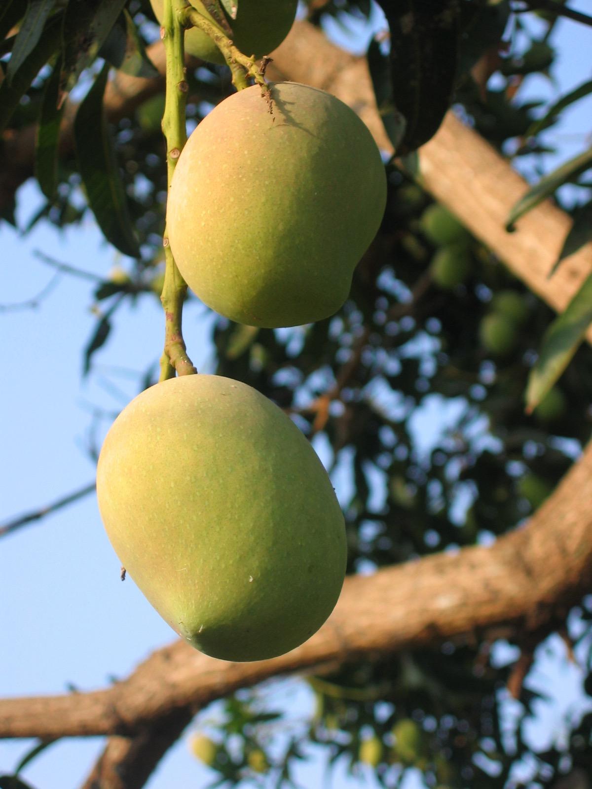 Our organic mangos are for our guests, fresh off the tree