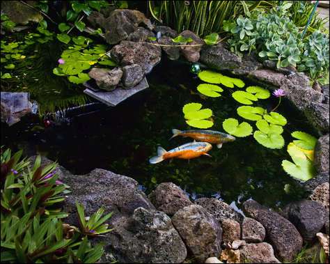 koi pond in garden area