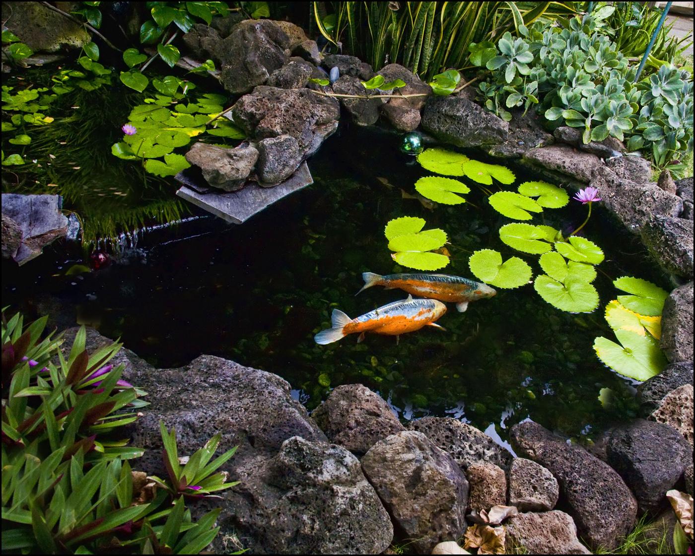 koi pond in garden area