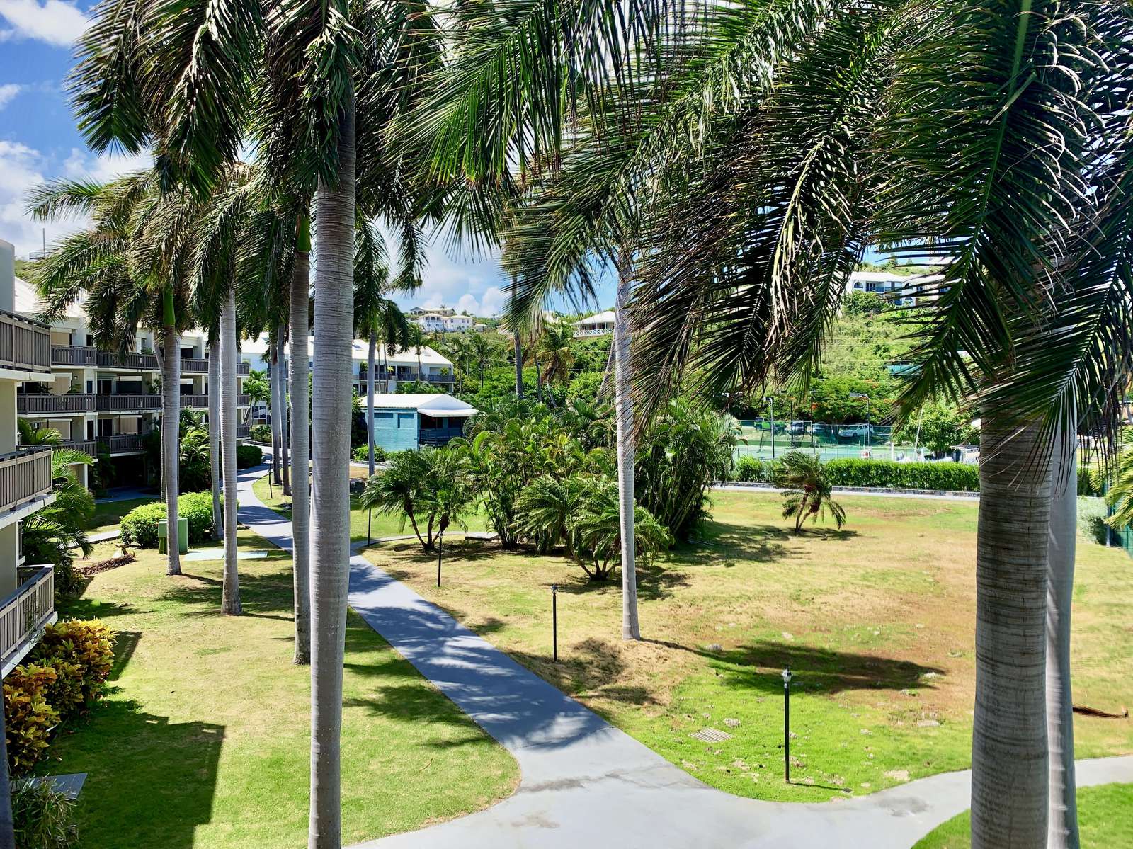 Palm-lined walkways