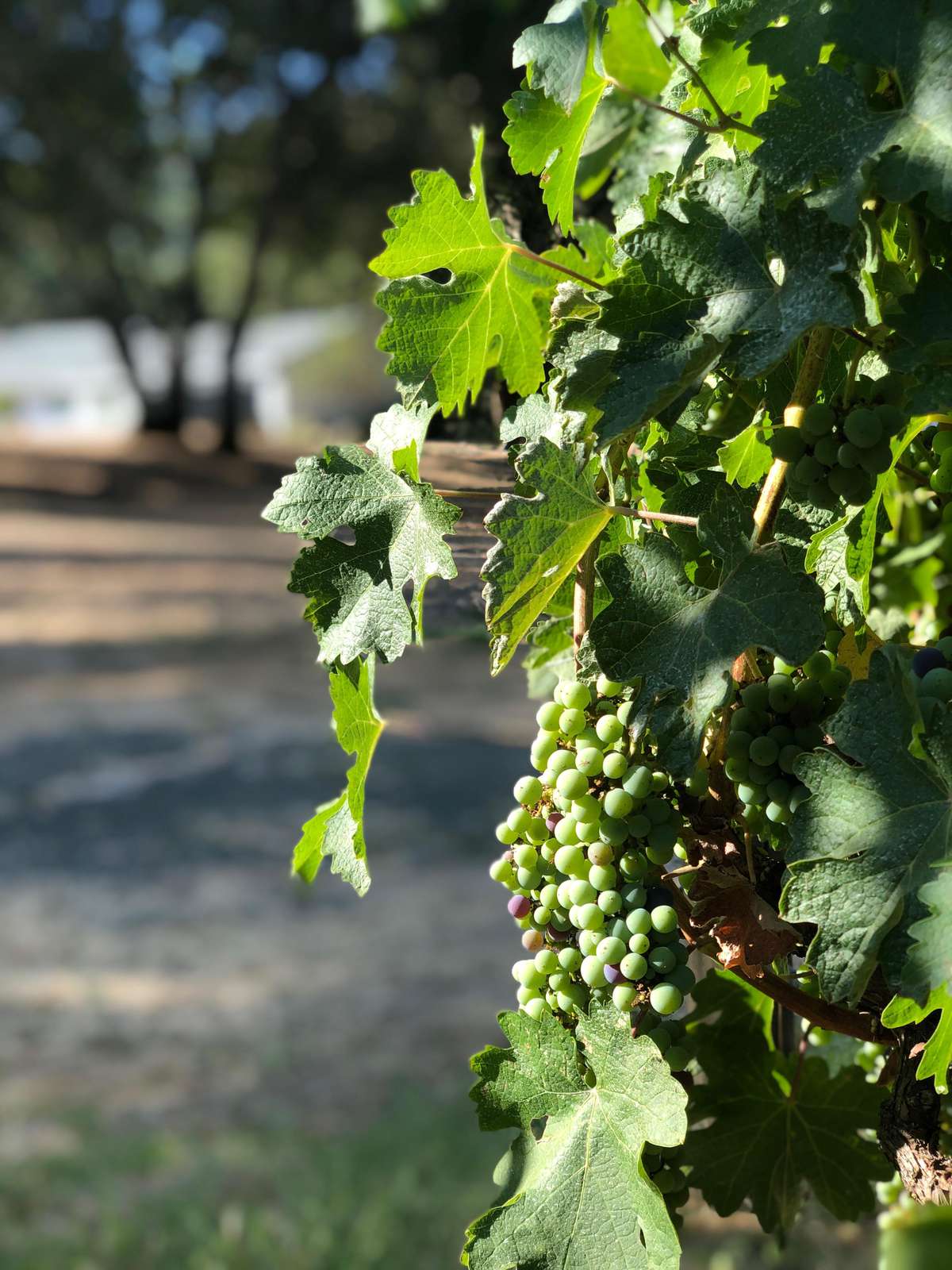 Cabernet Vineyard on Property
