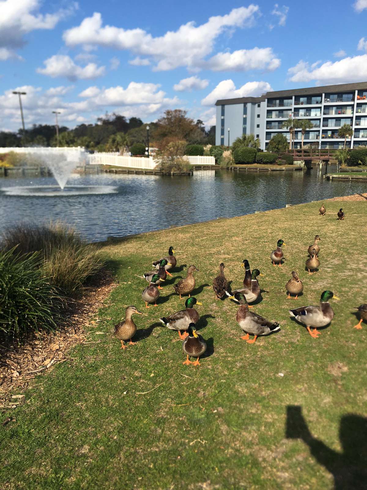 Feed the Ducks at one of many lakes