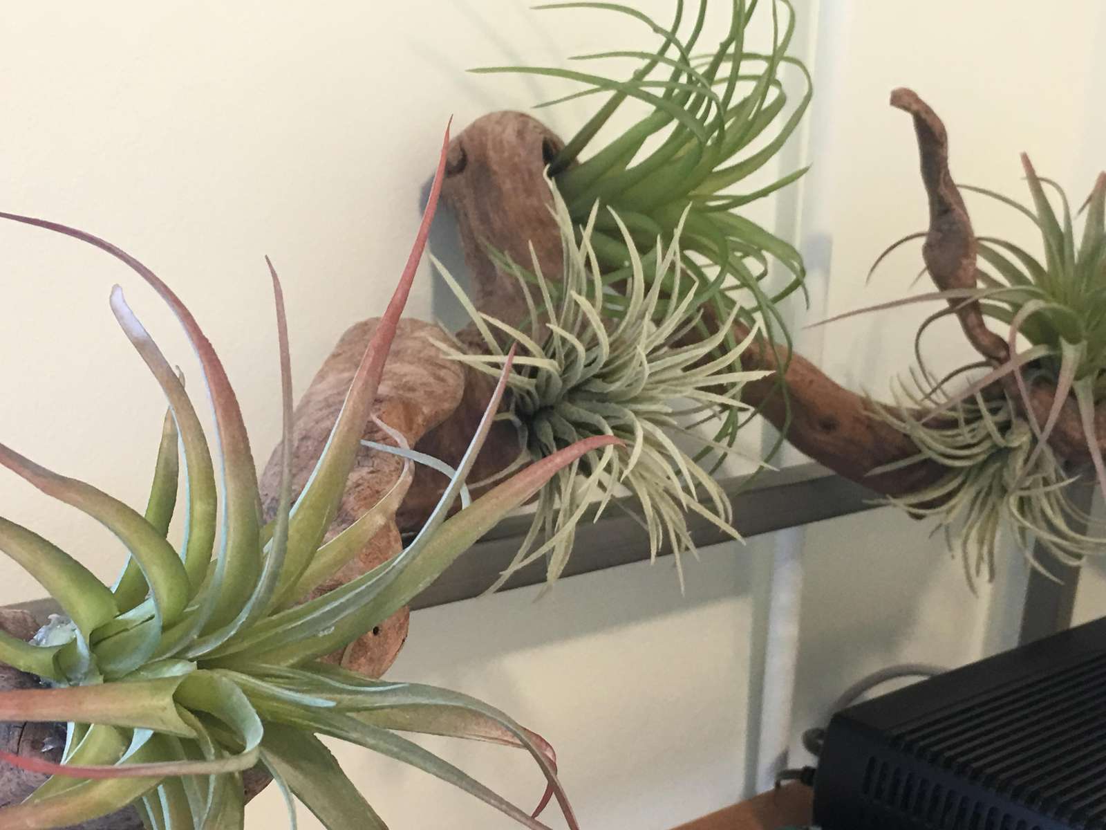 The best plants are always trouble & carefree.