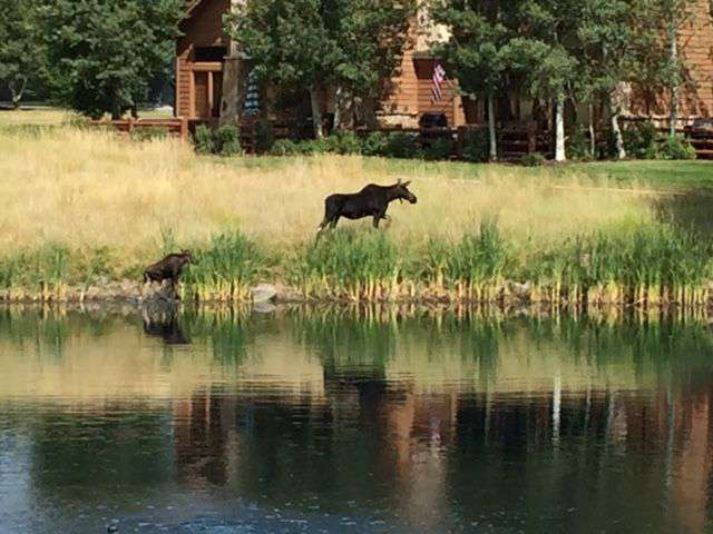 Wildlife abundant in Park City