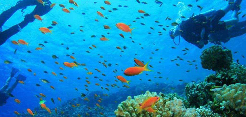 Nearby Looe Key is World Famous Diving and Snorkeling let us help you plan