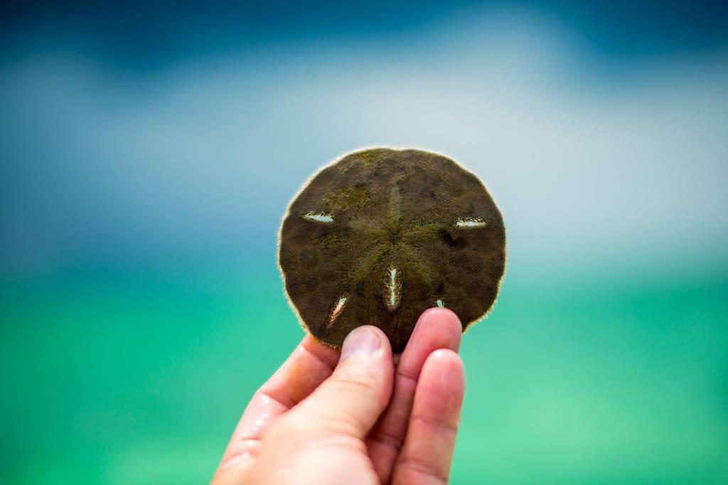 Sand Dollars can be found close to the shore many times during the year