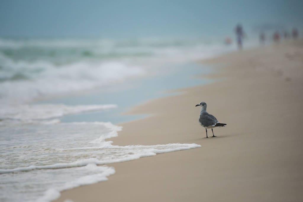 Seagull in the surf!