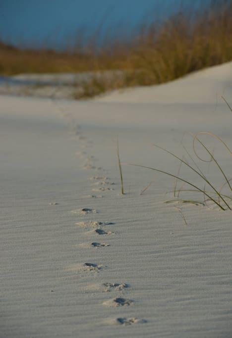 Footprints in the Sand!
