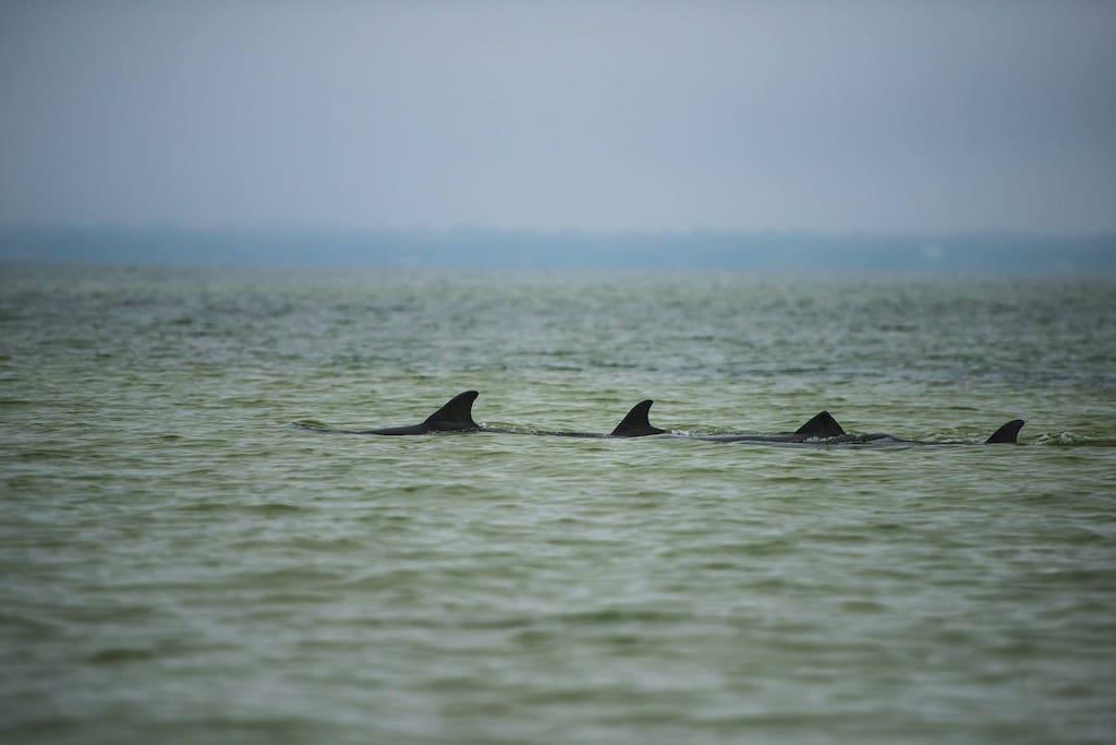 Dolphins in the Bay