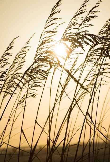 Golden Sea Oats in the afternoon!