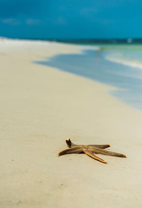 Starfish want's you to come on down to PCB!