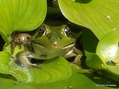 Peek A Boo from the pond